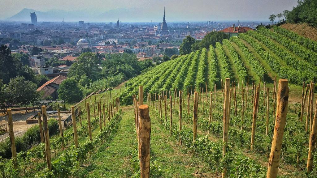 La Vigna del Gallo di Palermo e l’Etna Urban Winery di Catania nella rete delle Vigne Urbane