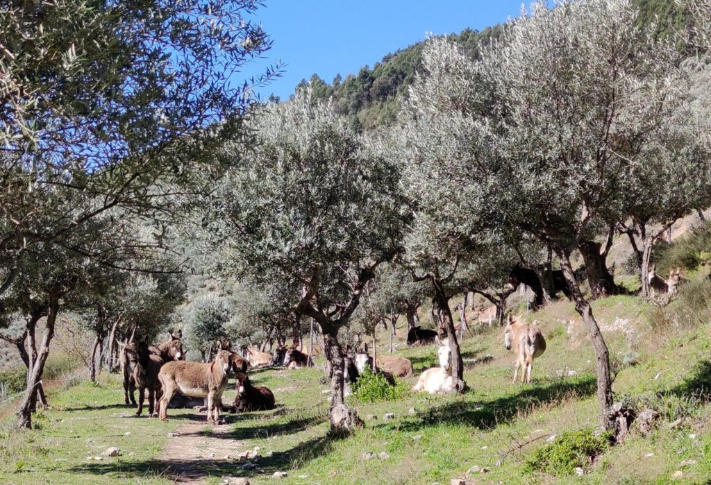 Passeggiate con gli asinelli in Umbria sulla montagna di Foligno (Pg).