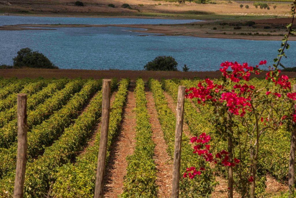 Il Consorzio di Tutela Vini Doc Sicilia per la custodia nel tempo del “Vigneto Sicilia” e identità dei vini dell’Isola