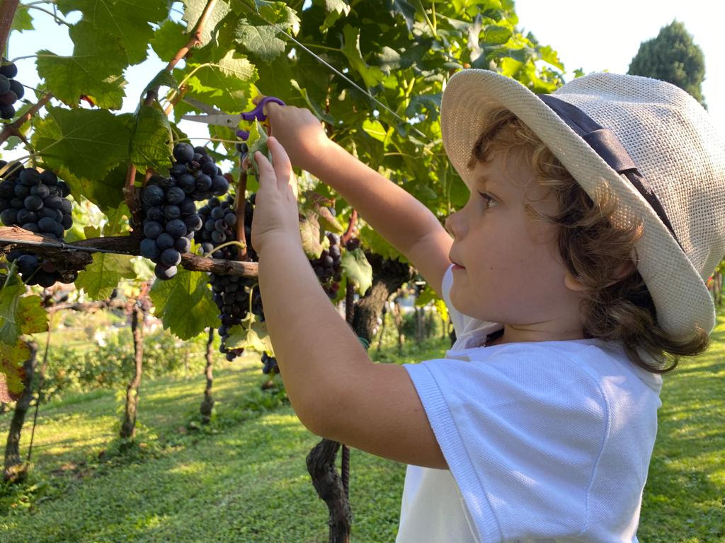 Ad Almenno i più piccoli possono scoprire l’emozione della vendemmia