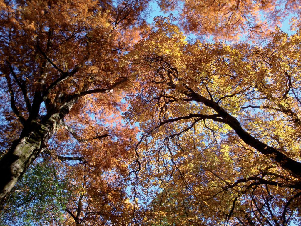 Autunno di eventi al Parco del Castello di Miradolo