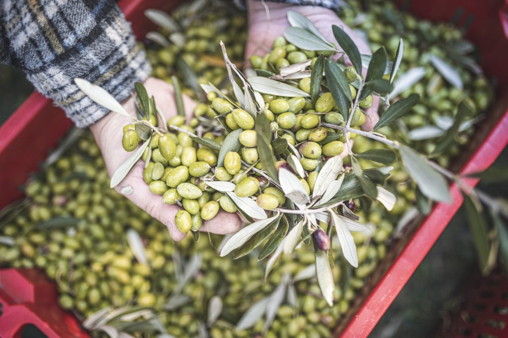 Gli appuntamenti con il gusto che raccontano la storia e l’unicità dei territori del Garda Trentino a “Sapore Locale”