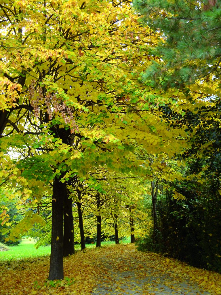 La magia del Foliage nel parco del Castello di Miradolo