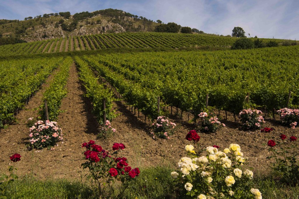 I viaggi del vino DOC Sicilia hanno promosso oltre al gusto, l’immagine del territorio nel mondo.