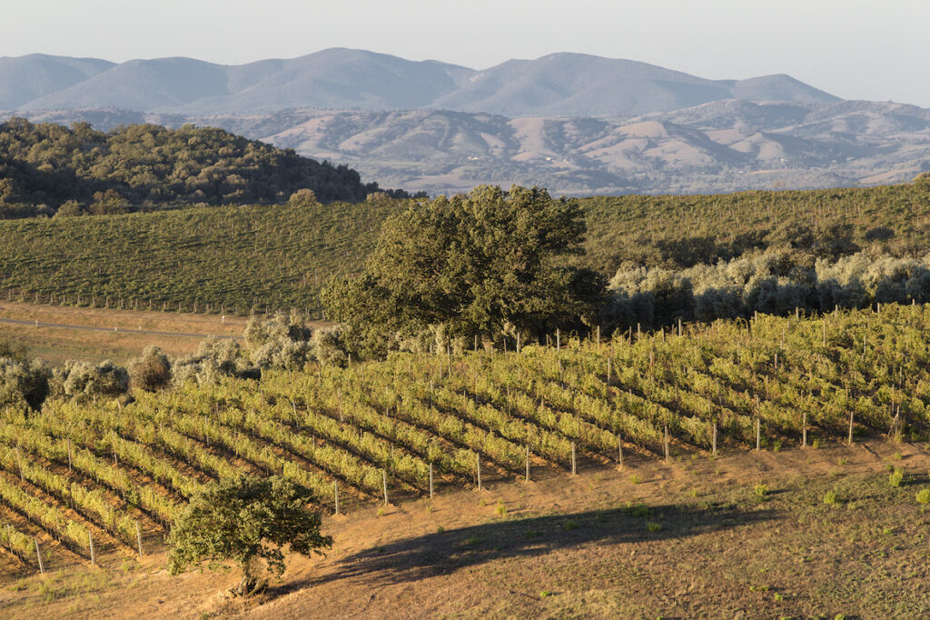 Il Consorzio Tutela Vini Montecucco è tornato a “l’Altra Toscana”