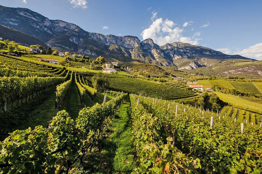 In Alto Adige e nei colli Piacentini, i vincitori del concorso nazionale “Sauvignon Experience 2023“