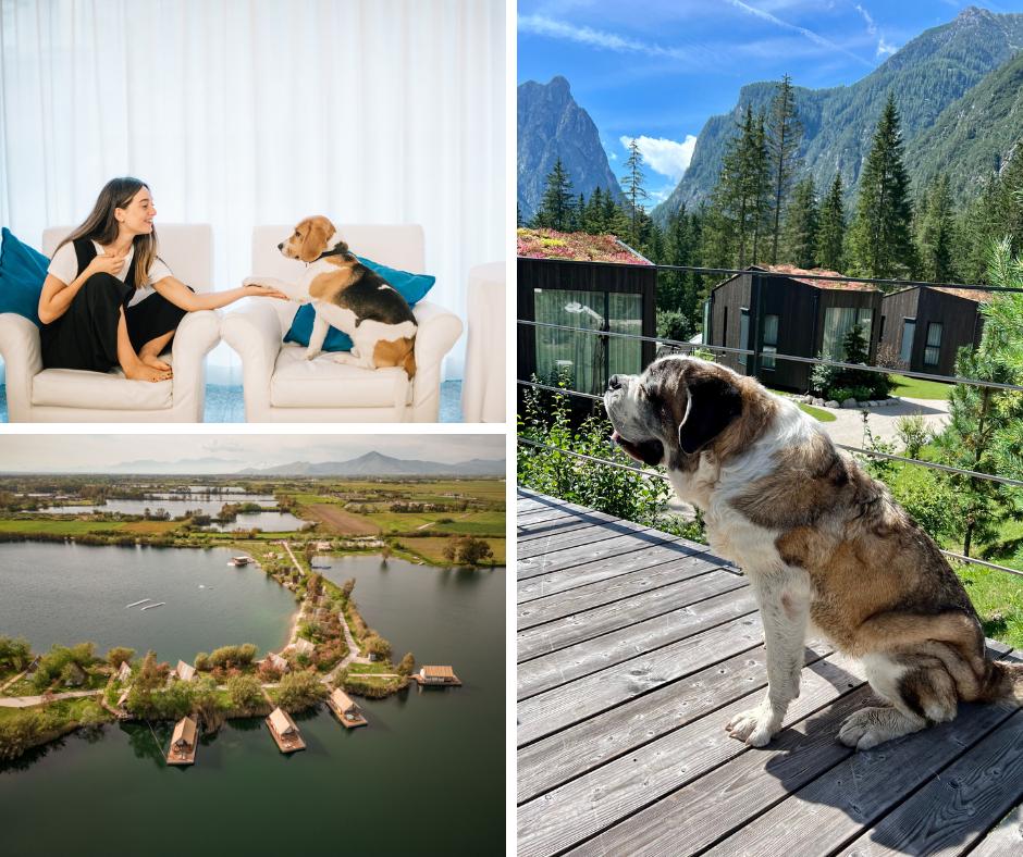 Gli hotel pet friendly per viaggiare nella Giornata Internazionale del Cane