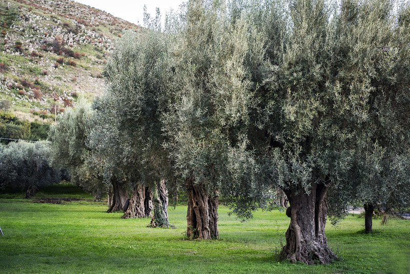 L’oliva aitana dei Colli Tifatini, in Campania, è un nuovo Presidio Slow Food