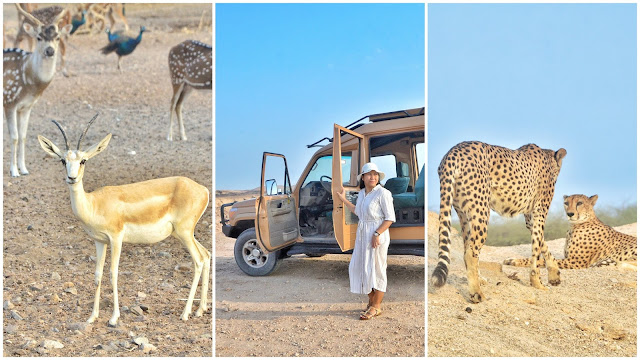 Abu Dhabi, oltre i grattaceli della città, il lato nascosto di Sir Bani Yas Island