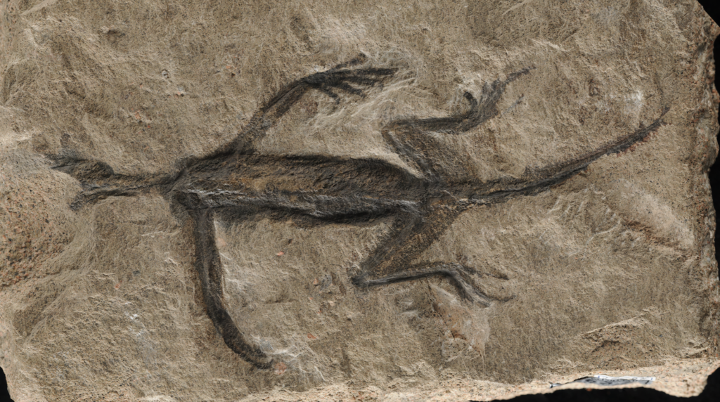 Non ha più segreti il fossile di Tridentinosaurus antiquus del Museo della Natura dell’Università di Padova