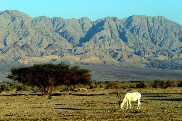 La Riserva Hai Bar Yotvata di Israele premiata come migliore Oasi naturalistica