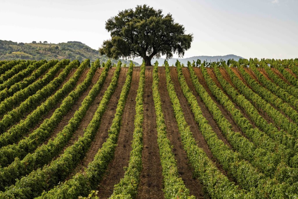 Consorzio di Tutela Vini Doc Sicilia parte in anticipo la vendemmia 2024, le previsioni