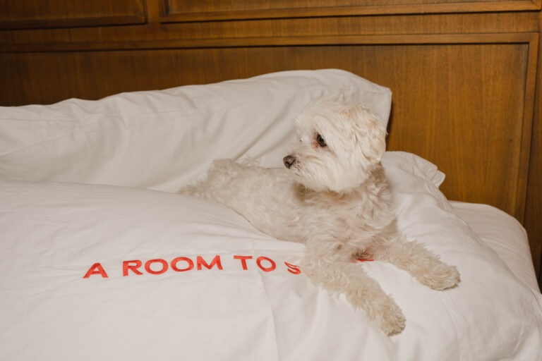 Room Mate Hotels celebra la Giornata Mondiale del cane con una politica Dog Friendly