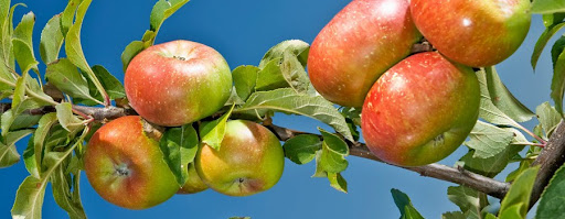 A Montedinove con “Sibillini in rosa” oltre alle tradizioni gastronomiche si celebra la mitica mela rosa