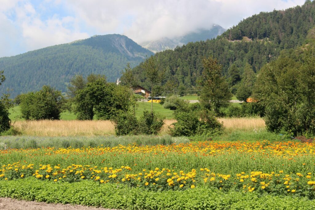 L’oro verde delle Alpi: il progetto NETTLE (ri)scopre le piante alpine e i loro benefici